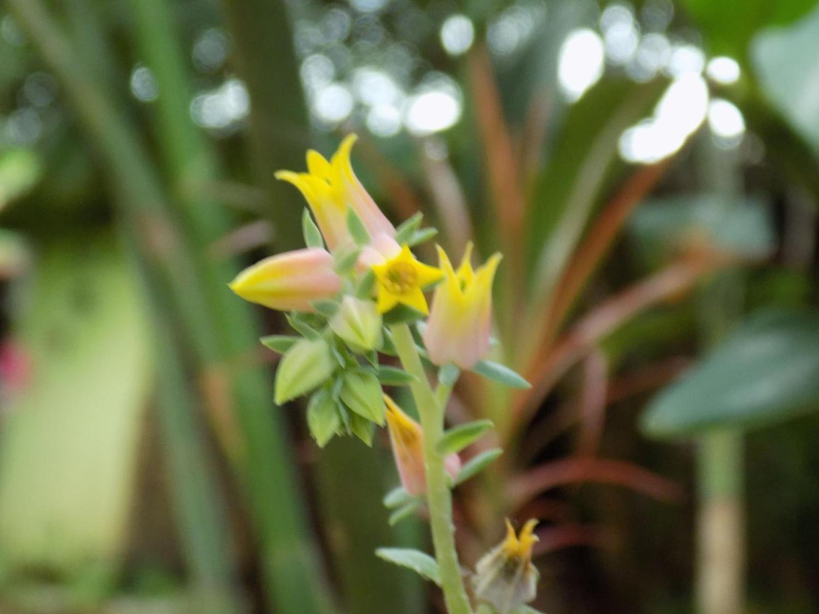 Pousada Fenix Pirenopolis Ngoại thất bức ảnh