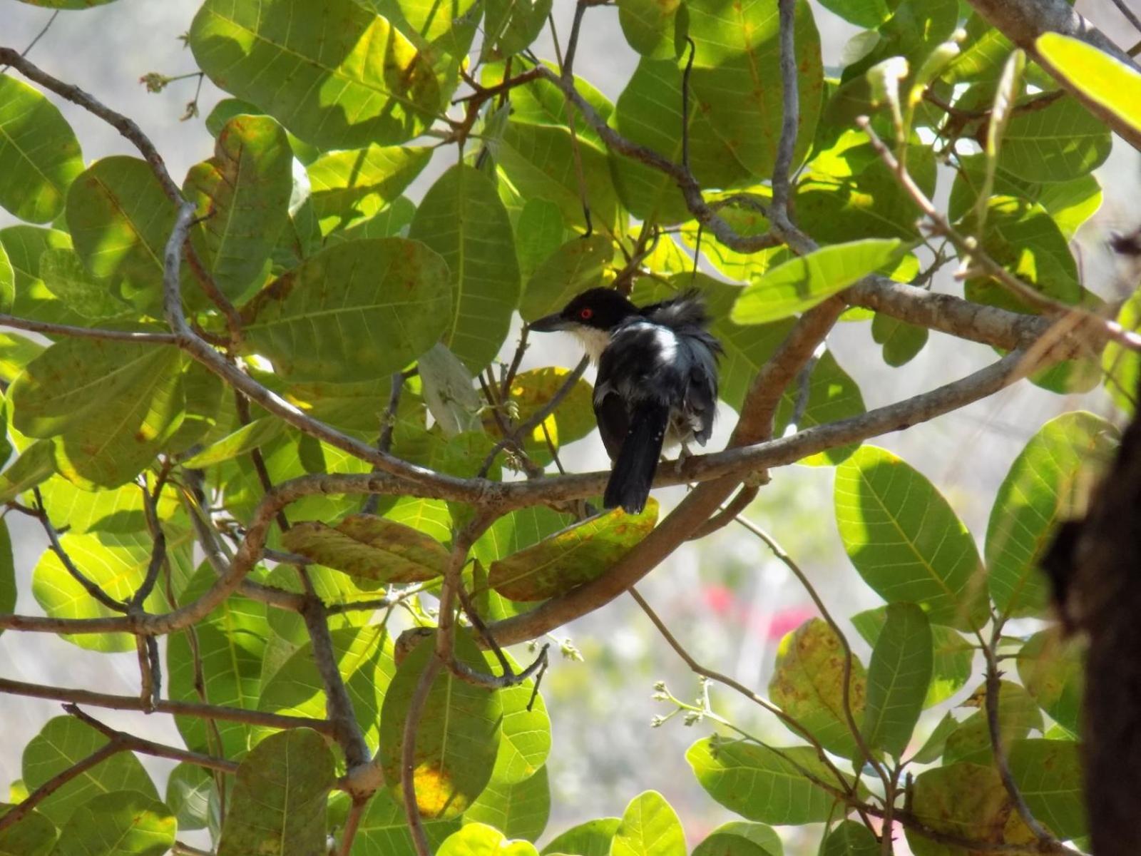 Pousada Fenix Pirenopolis Ngoại thất bức ảnh