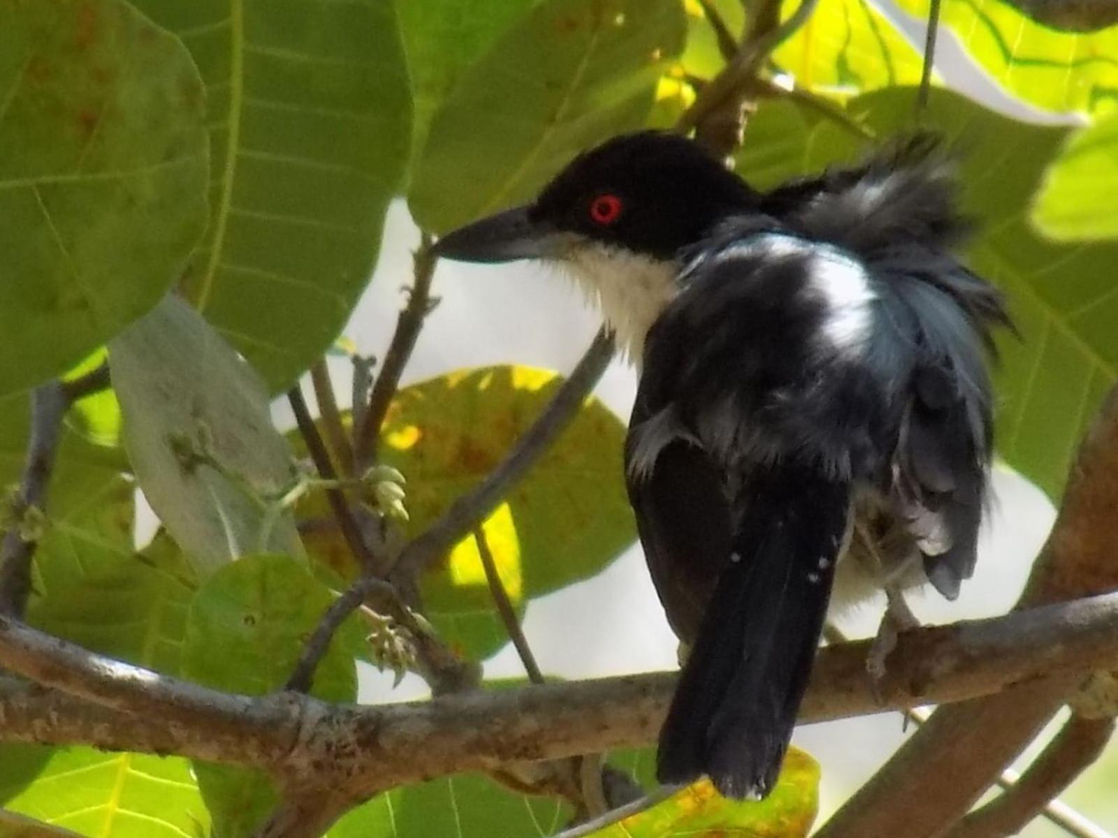 Pousada Fenix Pirenopolis Ngoại thất bức ảnh