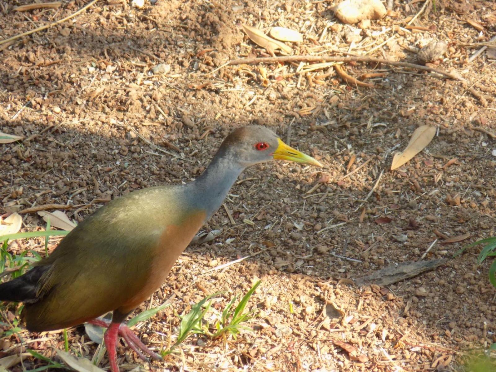 Pousada Fenix Pirenopolis Ngoại thất bức ảnh
